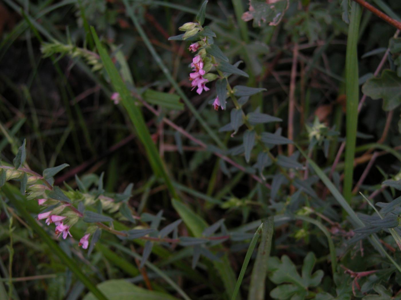 Bartsia, Red plant